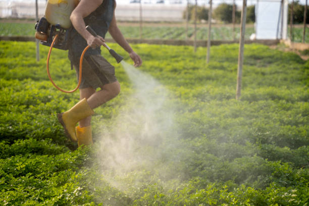 Best Pest Prevention Services  in Lakeview, NY