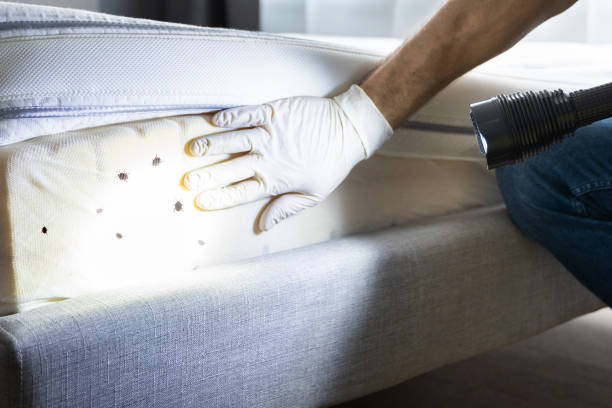 Best Mosquito Control Services  in Lakeview, NY